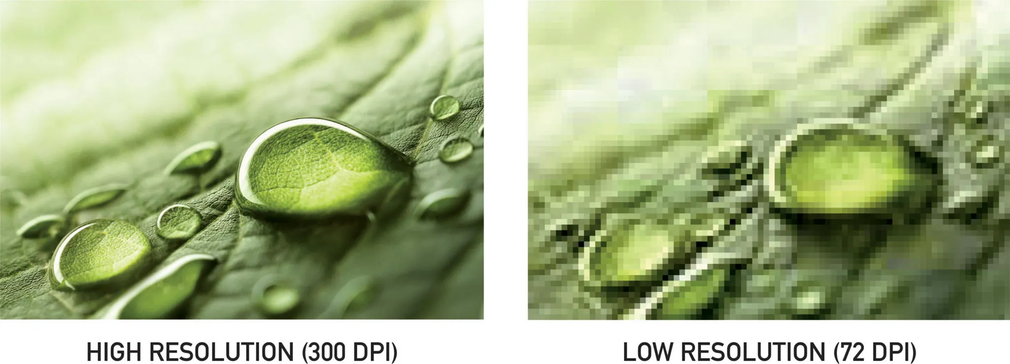 A high resolution 300 DPI image compared to a low resolution 72 DPI image